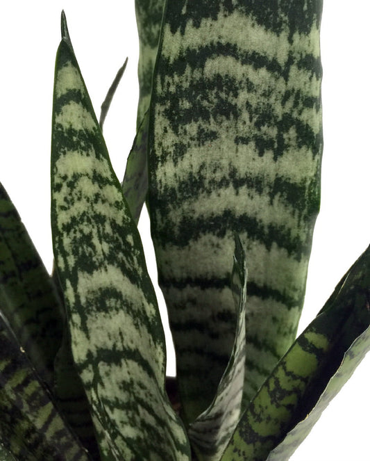 Zeylanica Snake Plant, Mother-In-Law s Tongue   Sanseveria   2 Plants   3